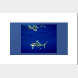 Cruising Oceanic White Tip And Surface Reflection Posters and Art